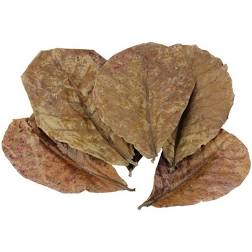 L-XL Catappa Leaves Indian Almond Leaves Discus Betta L-XL Catappa Leaves Indian Almond Leaves Discus Betta
