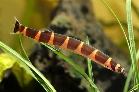 Kuli Loach