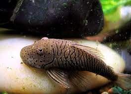 Bull Dog Pleco (L187B ) – Simply Aquatics