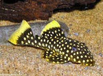 L81 Gold Nugget Pleco