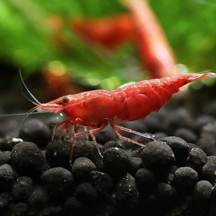 Fire Red Shrimp (Neocaridina)