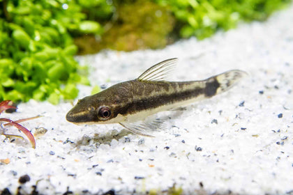 Otocinclus