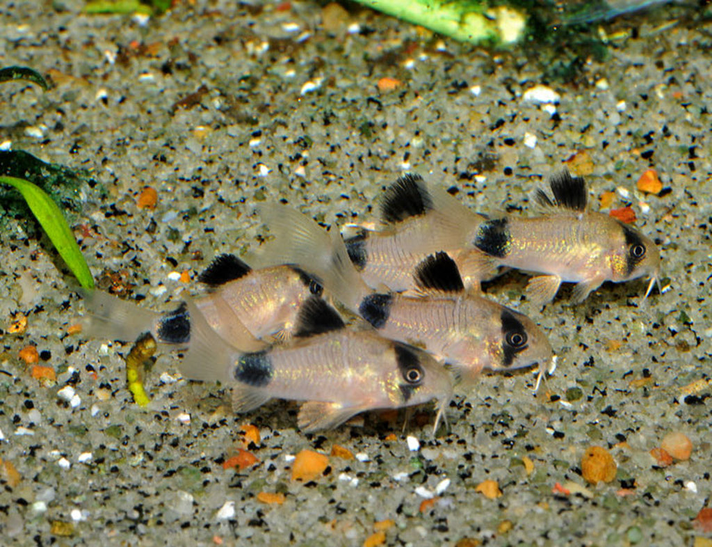 Panda Cory – Simply Aquatics