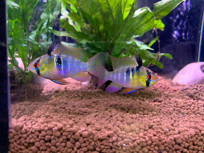 German Blue Ram (Pair)
