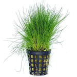 Dwarf Hair Grass Pot