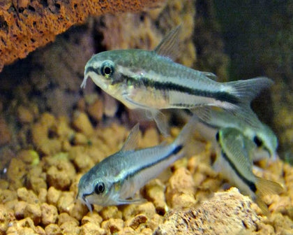 Pygmy Cory