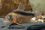 Rabauti Cory ( Rusty Cory )