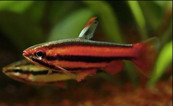 Coral Red Pencil Fish