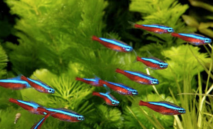 Wild Cardinal Tetra