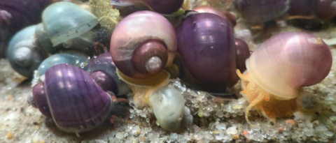 Mystery Colour Snail