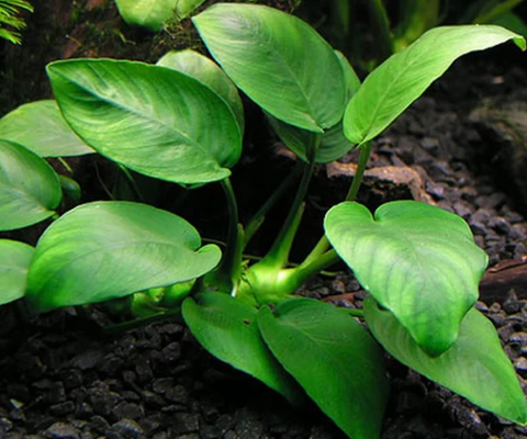 Petite Anubias Nana - Aquatic Arts Petite Anubias Nana - Aquatic Arts