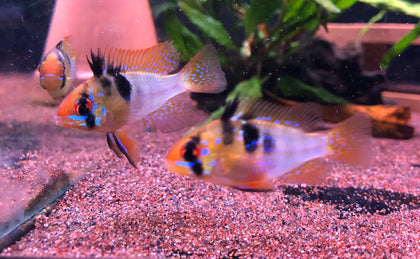 Germany Imported German Ram (Pair)