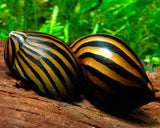 Zebra Nerite Snail