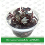 Aquatic Farmer - Alternanthera Rosaefolia TC (Tissue Culture Plants)