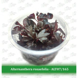 Aquatic Farmer - Alternanthera Rosaefolia TC (Tissue Culture Plants)