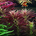 Aquatic Farmer - Limnophila Aromatica tc ( Tissue Culture Plants )