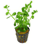 Bacopa Monneri