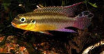 pelvicachromis taeniatus bandiwouri pair