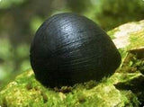 Black Helmet Snail