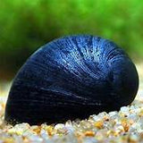 Black Helmet Snail