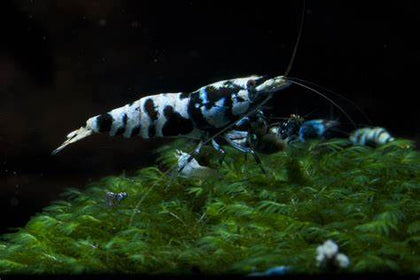 black tiger shrimp