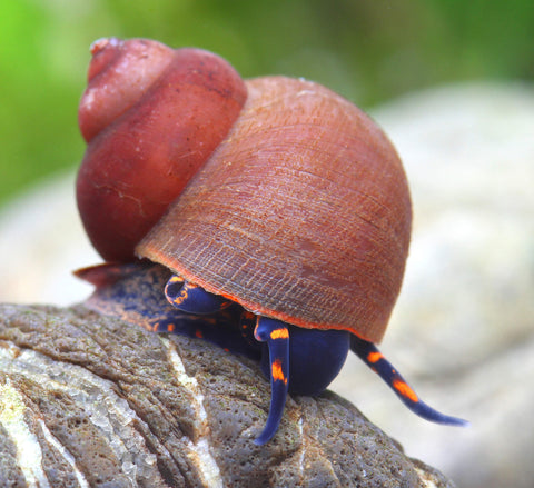 Blue Berry Snail