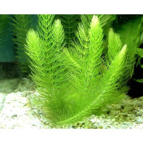 Hornwort