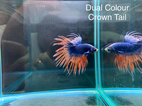 Dual Color Crown Tail