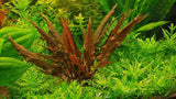 APC Cryptocoryne Wendtii Brown TC (Tissue Culture Plants)