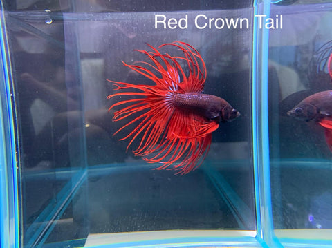 Red Crown Tail