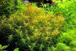 Aquatic Farmer - Didiplis Diandra TC (Tissue Culture Plants)
