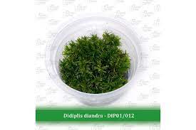 Aquatic Farmer - Didiplis Diandra TC (Tissue Culture Plants)
