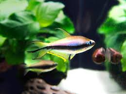 自家製絵の具Blue Emperor Tetra  ハーフパン Blue emperor tetra aka Royal tetra (Inpaichthys kerri