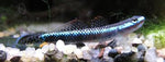 Blue Neon Goby