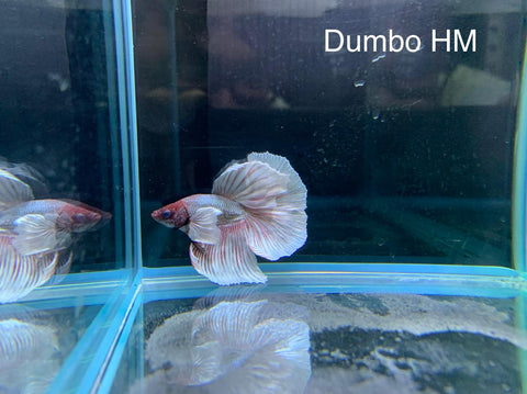 Dumbo HM