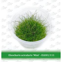 Aquatic Farmer - Eleocharis Acicularis 'Mini' TC (Tissue Culture Plants)