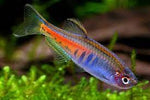 Glowlight Danio