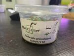 Aquatic Farmer - Ludwigia Grandulosa tc ( tissue culture plants )