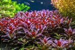 Aquatic Farmer - Ludwigia Grandulosa tc ( tissue culture plants )