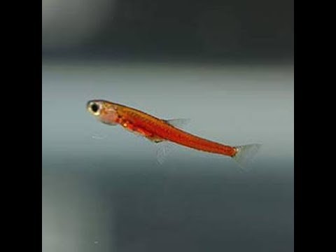 Ruby Rasbora Fisch Ruby Rasbora – Simply Aquatics