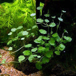 APC Hydrocotyle Sibthorpiodes TC (Tissue Culture Plants)