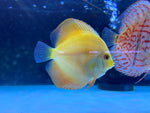 Gold Discus 2-3 inch