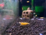 Gold Dust Shrimp