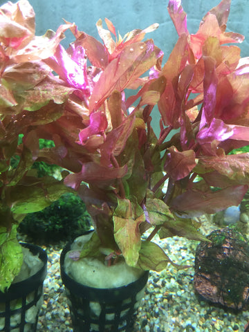 Rotala Macrandra