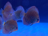Red Turquoise Discus Juvenile 2inch