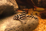L46 Zebra Pleco (1.5in)