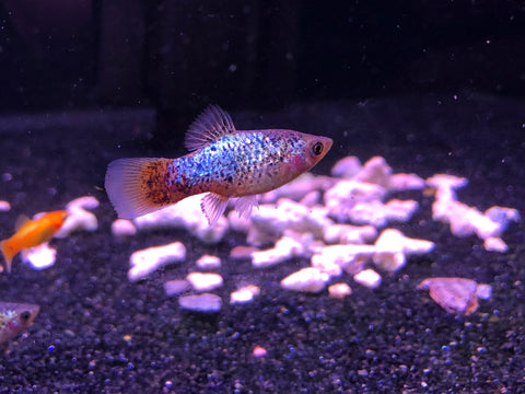 Calico Blue Coral Platy