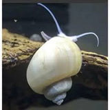 Ivory Snail
