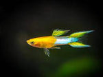 Japan Blue Gold Double Sword Guppy pair ( sold in pairs )