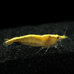 Gold Back Shrimp (Neocaridina)
